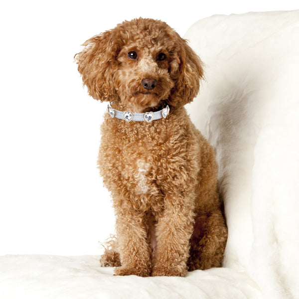 Bling dog cheap