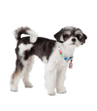 Multicolor Dog Collar - Studded