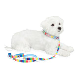 Multicolor Dog Collar - Studded